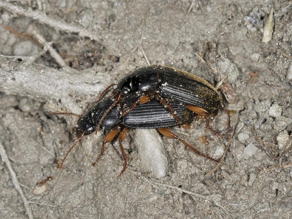 Coppia di Carabidae - Pseudoophonus rufipes